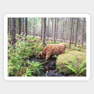 Scottish Highland Cattle Calf 1800 Sticker